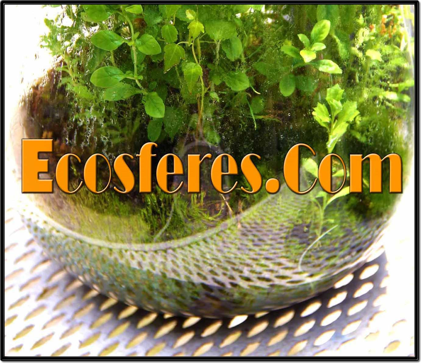 Ecosferes by Dapacu